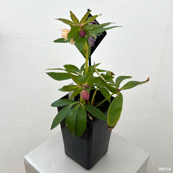 クリスマスローズ：セレクトシングル26-02／1.5Lポット【現品販売】