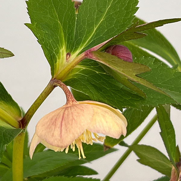 クリスマスローズ:セレクトシングル26-02/1.5Lポット【現品販売】