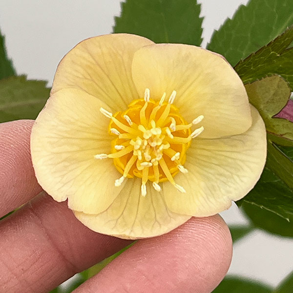 クリスマスローズ:セレクトシングル26-02/1.5Lポット【現品販売】