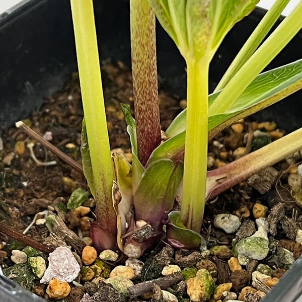 クリスマスローズ:セレクトシングル26-02/1.5Lポット【現品販売】