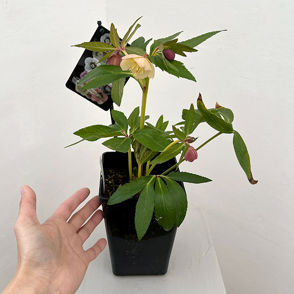 クリスマスローズ:セレクトシングル26-02/1.5Lポット【現品販売】