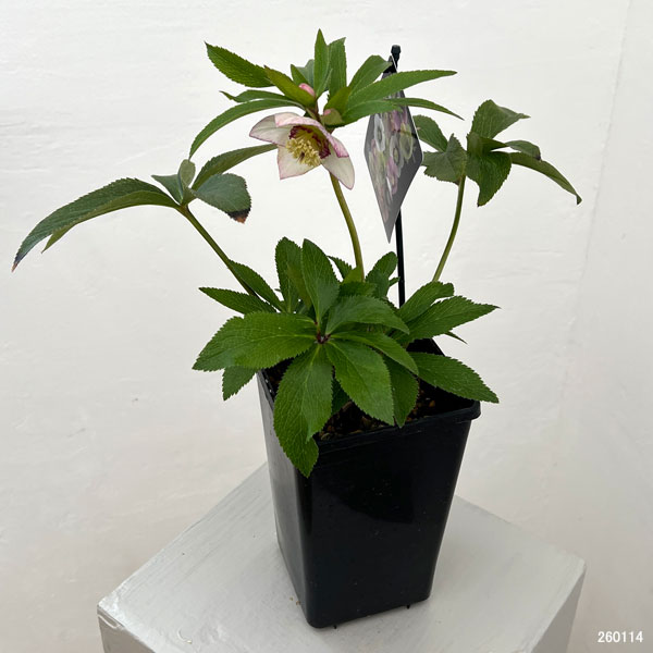 クリスマスローズ:セレクトシングル26-03/1.5Lポット(開花~咲き進み株)【現品販売】