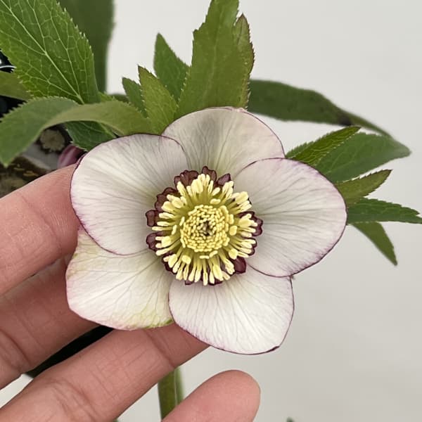 クリスマスローズ:セレクトシングル26-03/1.5Lポット(開花~咲き進み株)【現品販売】