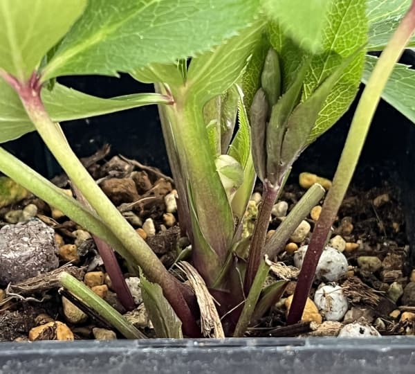 クリスマスローズ:セレクトシングル26-03/1.5Lポット(開花~咲き進み株)【現品販売】