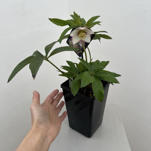 クリスマスローズ:セレクトシングル26-03/1.5Lポット(開花~咲き進み株)【現品販売】