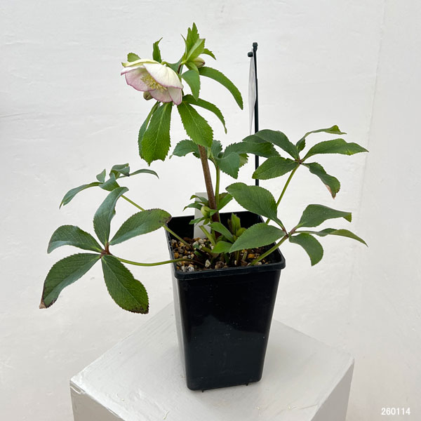 クリスマスローズ：セレクトシングル26-04／1.5Lポット【現品販売】