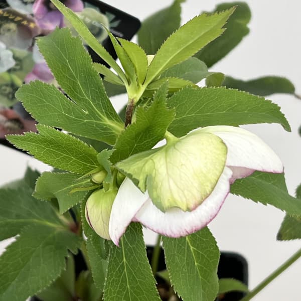 クリスマスローズ:セレクトシングル26-04/1.5Lポット【現品販売】