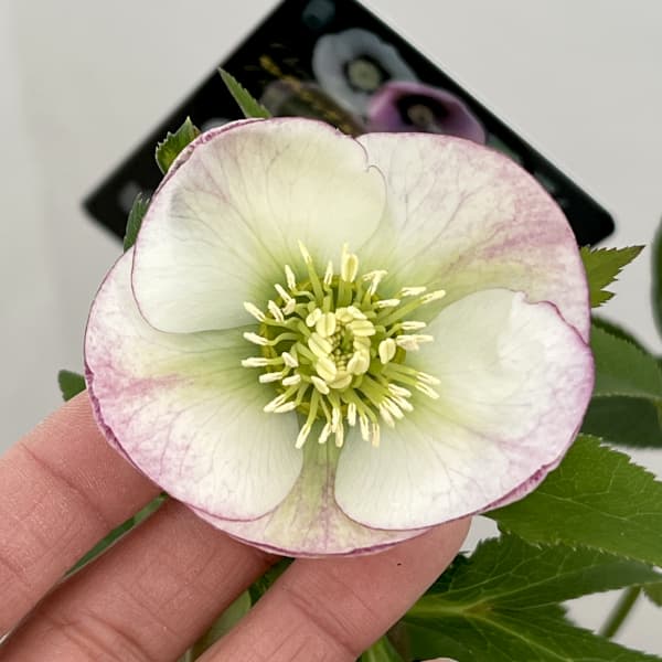 クリスマスローズ:セレクトシングル26-04/1.5Lポット【現品販売】