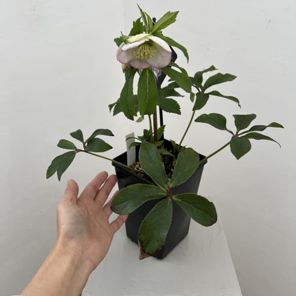 クリスマスローズ:セレクトシングル26-04/1.5Lポット【現品販売】