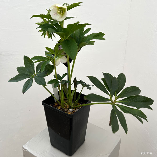 クリスマスローズ：セレクトシングル26-05／1.5Lポット【現品販売】