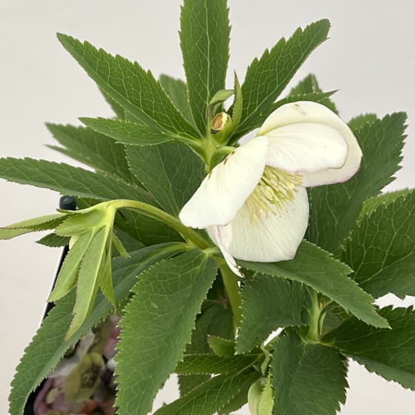 クリスマスローズ:セレクトシングル26-05/1.5Lポット【現品販売】