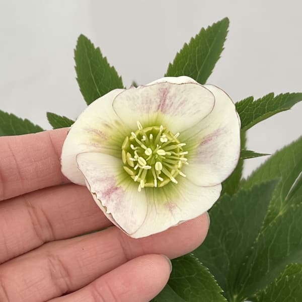 クリスマスローズ:セレクトシングル26-05/1.5Lポット【現品販売】