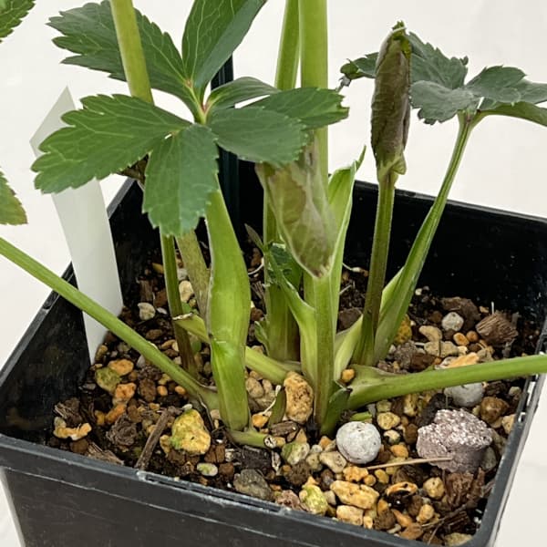 クリスマスローズ:セレクトシングル26-05/1.5Lポット【現品販売】