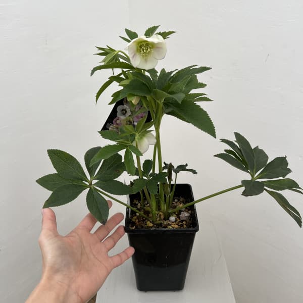 園芸ネット本店｜クリスマスローズ：セレクトシングル26-05／1.5L