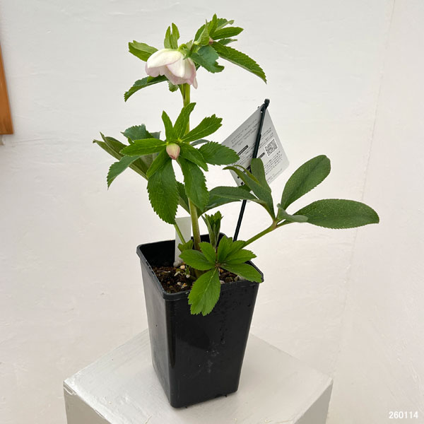 クリスマスローズ：セレクトシングル26-06／1.5Lポット【現品販売】