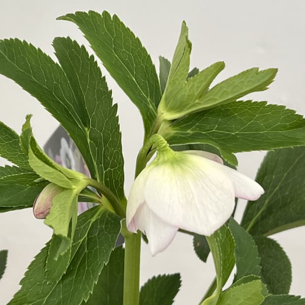 クリスマスローズ:セレクトシングル26-06/1.5Lポット(開花~咲き進み株)【現品販売】