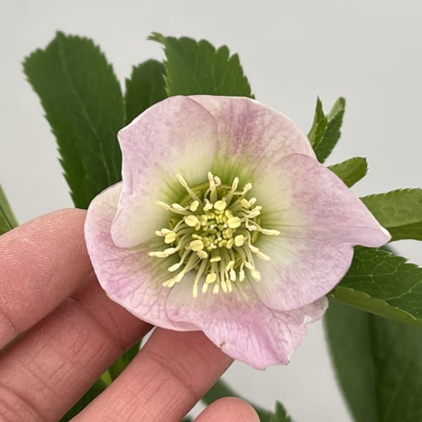 クリスマスローズ:セレクトシングル26-06/1.5Lポット(開花~咲き進み株)【現品販売】