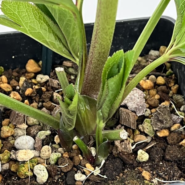 クリスマスローズ:セレクトシングル26-06/1.5Lポット(開花~咲き進み株)【現品販売】