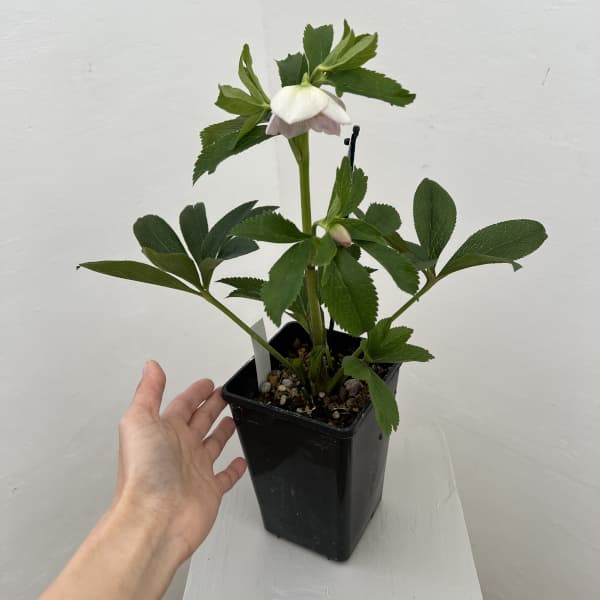 クリスマスローズ:セレクトシングル26-06/1.5Lポット(開花~咲き進み株)【現品販売】