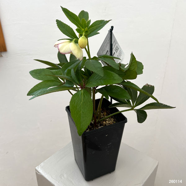 クリスマスローズ：セレクトシングル26-07／1.5Lポット【現品販売】