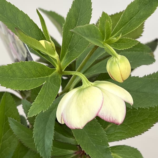 クリスマスローズ：セレクトシングル26-07／1.5Lポット（開花～咲き進み株）【現品販売】