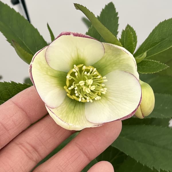 クリスマスローズ：セレクトシングル26-07／1.5Lポット（開花～咲き進み株）【現品販売】