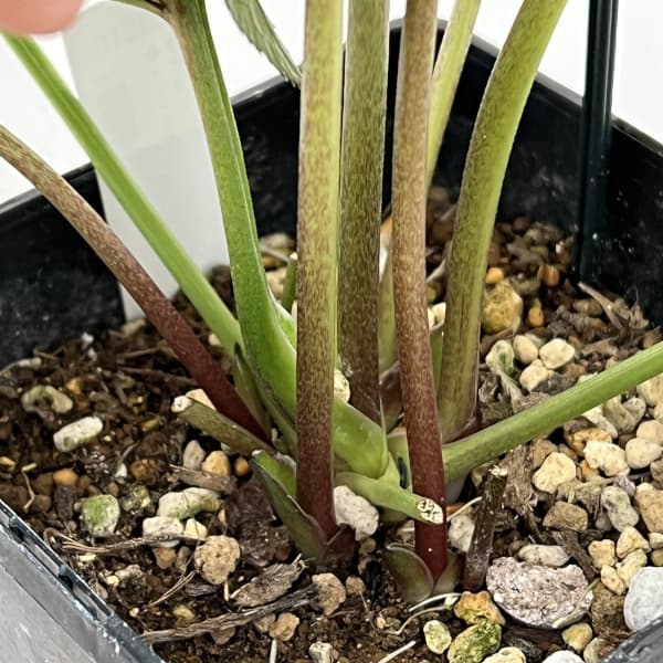 クリスマスローズ：セレクトシングル26-07／1.5Lポット（開花～咲き進み株）【現品販売】