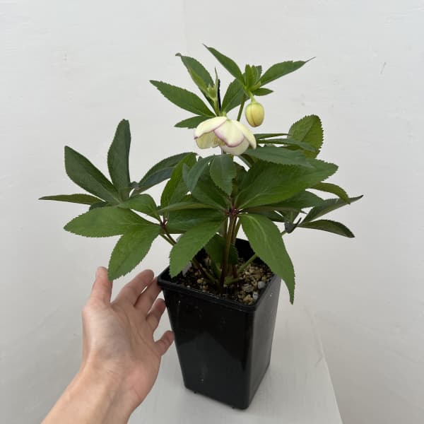 クリスマスローズ：セレクトシングル26-07／1.5Lポット（開花～咲き進み株）【現品販売】