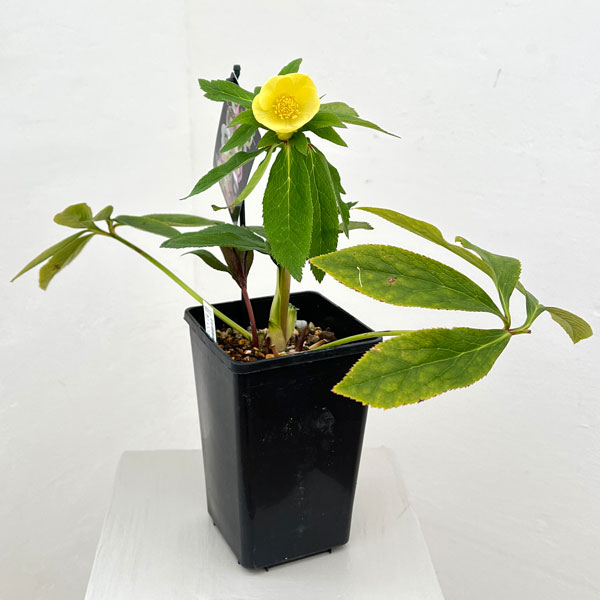 クリスマスローズ：セレクトシングル26-09／1.5Lポット【現品販売】