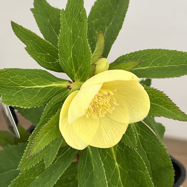 クリスマスローズ：セレクトシングル26-09／1.5Lポット（開花～咲き進み株）【現品販売】