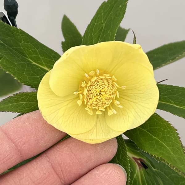 クリスマスローズ：セレクトシングル26-09／1.5Lポット（開花～咲き進み株）【現品販売】