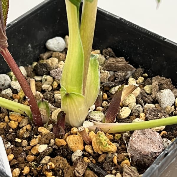 クリスマスローズ：セレクトシングル26-09／1.5Lポット（開花～咲き進み株）【現品販売】