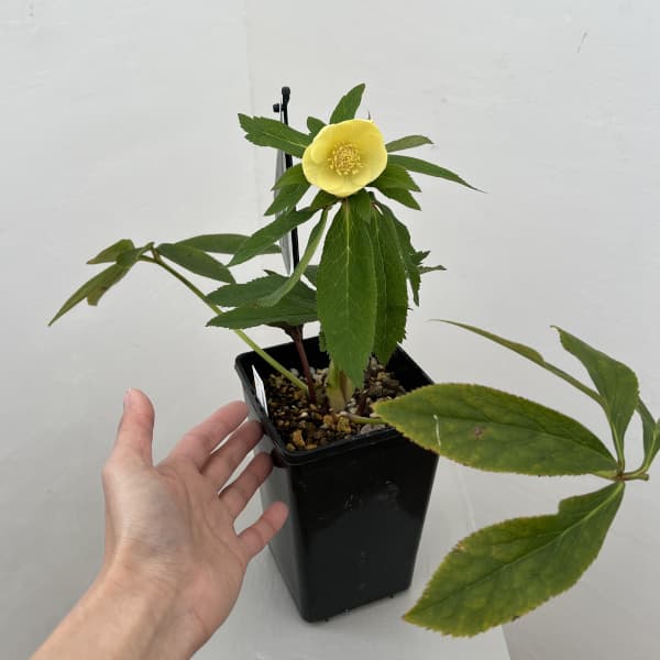 クリスマスローズ：セレクトシングル26-09／1.5Lポット（開花～咲き進み株）【現品販売】