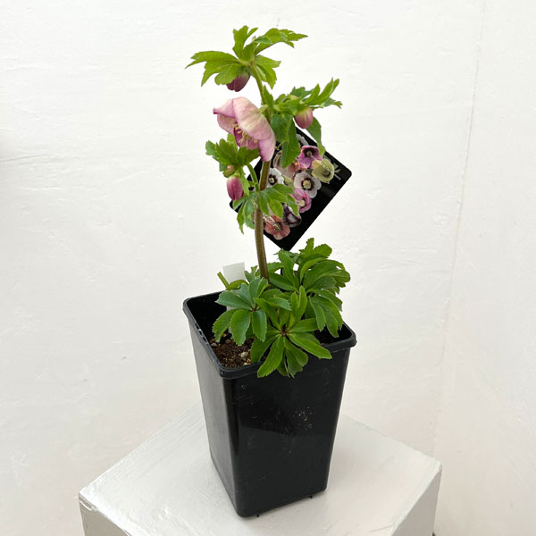 クリスマスローズ：セレクトシングル26-10／1.5Lポット【現品販売】