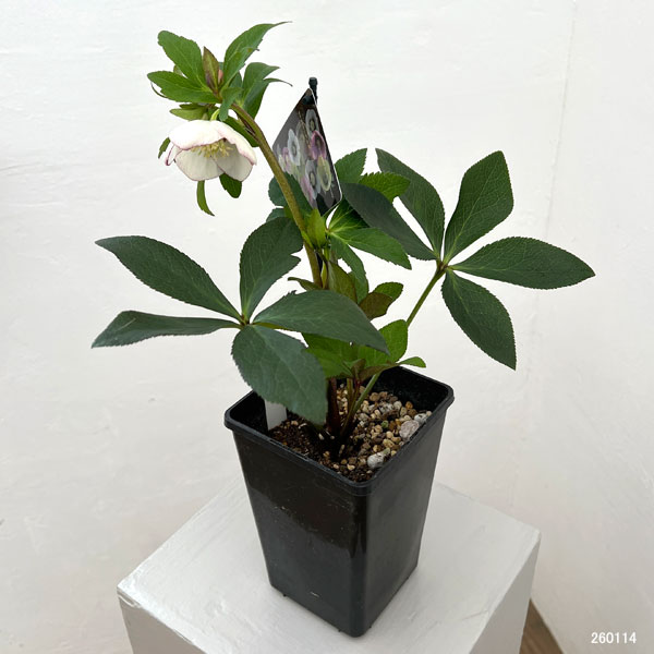 クリスマスローズ：セレクトシングル26-11／1.5Lポット【現品販売】