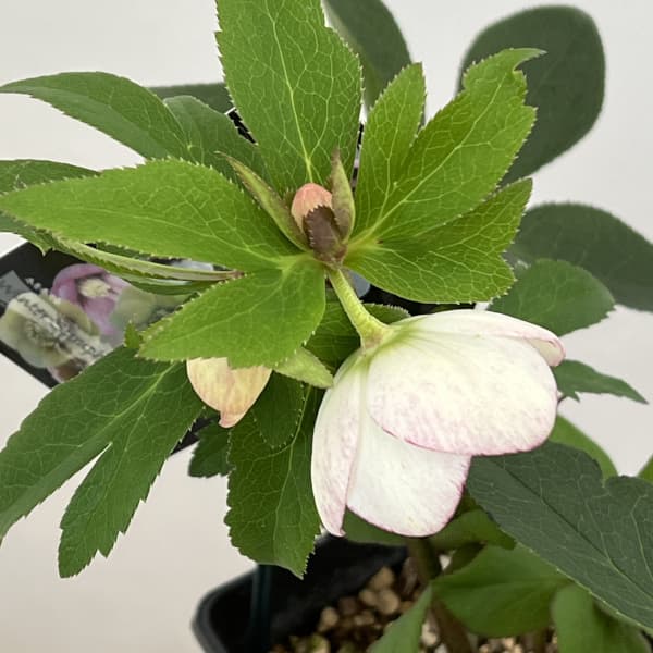 クリスマスローズ：セレクトシングル26-11／1.5Lポット（開花～咲き進み株）【現品販売】