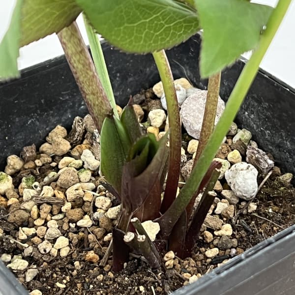 クリスマスローズ：セレクトシングル26-11／1.5Lポット（開花～咲き進み株）【現品販売】