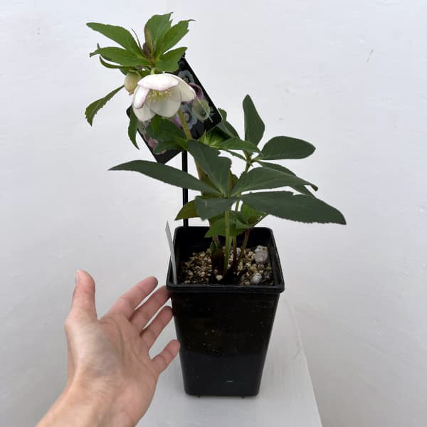 クリスマスローズ：セレクトシングル26-11／1.5Lポット（開花～咲き進み株）【現品販売】