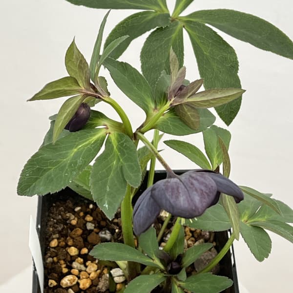 園芸ネット本店｜クリスマスローズ：セレクトシングル26-12／1.5L