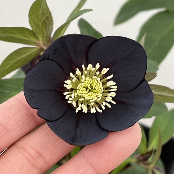 園芸ネット本店｜クリスマスローズ：セレクトシングル26-12／1.5L