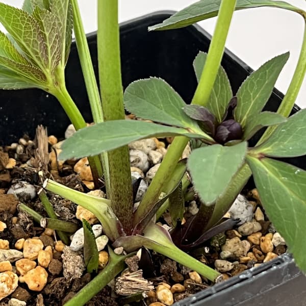 園芸ネット本店｜クリスマスローズ：セレクトシングル26-12／1.5L