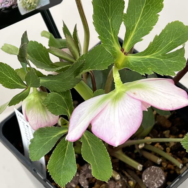 クリスマスローズ：セレクトセミダブル26-01／1.5Lポット【現品販売】