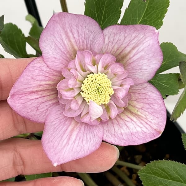 クリスマスローズ：セレクトセミダブル26-01／1.5Lポット【現品販売】