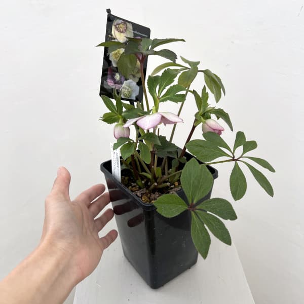 クリスマスローズ：セレクトセミダブル26-01／1.5Lポット【現品販売】