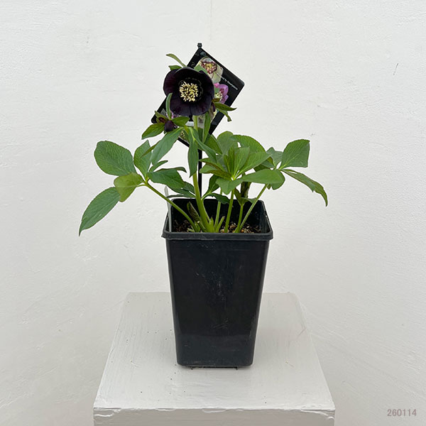 クリスマスローズ：セレクトセミダブル26-02／1.5Lポット【現品販売】