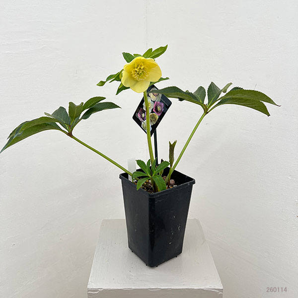 クリスマスローズ：セレクトセミダブル26-04／1.5Lポット【現品販売】