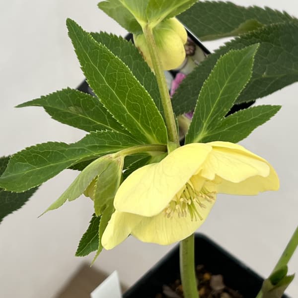 クリスマスローズ：セレクトセミダブル26-04／1.5Lポット（開花～咲き進み株）【現品販売】