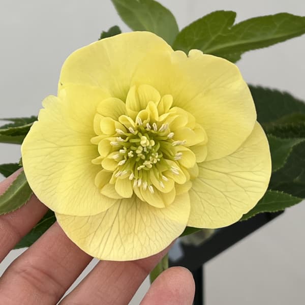 クリスマスローズ：セレクトセミダブル26-04／1.5Lポット（開花～咲き進み株）【現品販売】