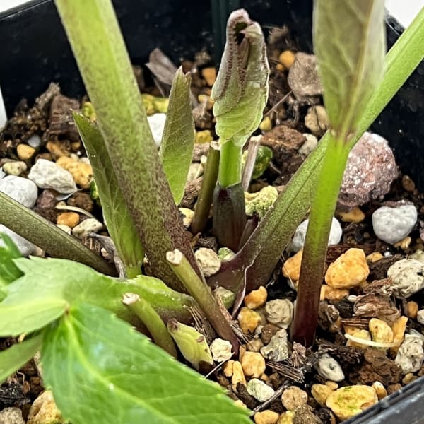 クリスマスローズ：セレクトセミダブル26-04／1.5Lポット（開花～咲き進み株）【現品販売】