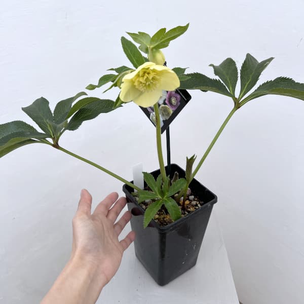 クリスマスローズ：セレクトセミダブル26-04／1.5Lポット（開花～咲き進み株）【現品販売】